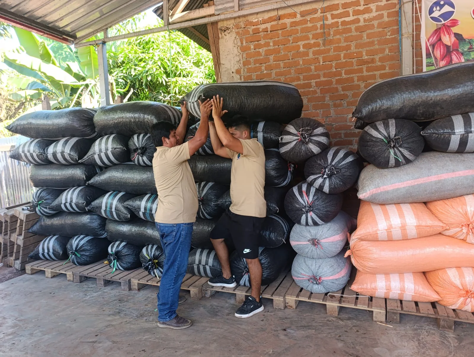 Integrantes de la cooperativa acomodan sacos en el almacén