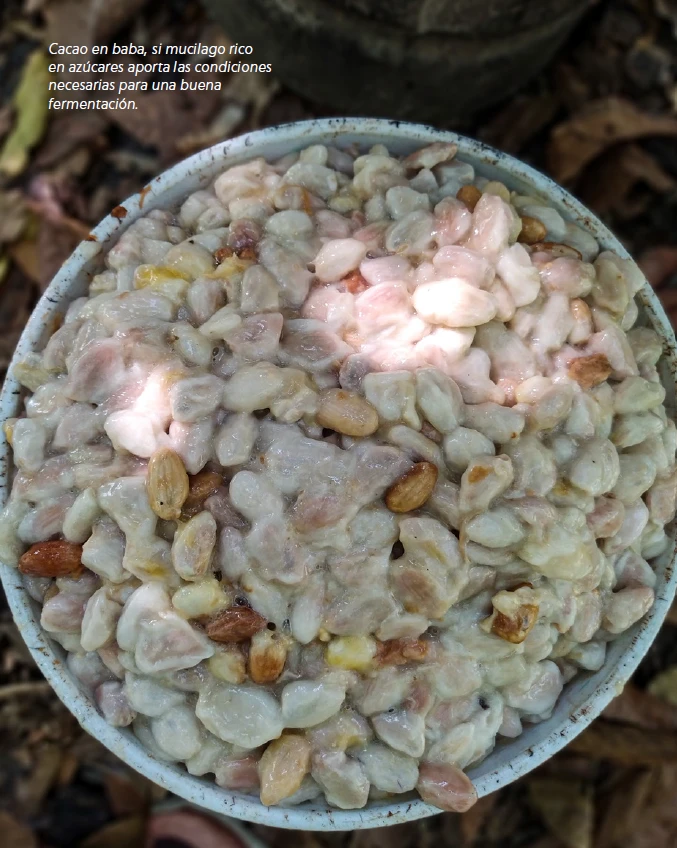 Granos de cacao en baba con su pulpa