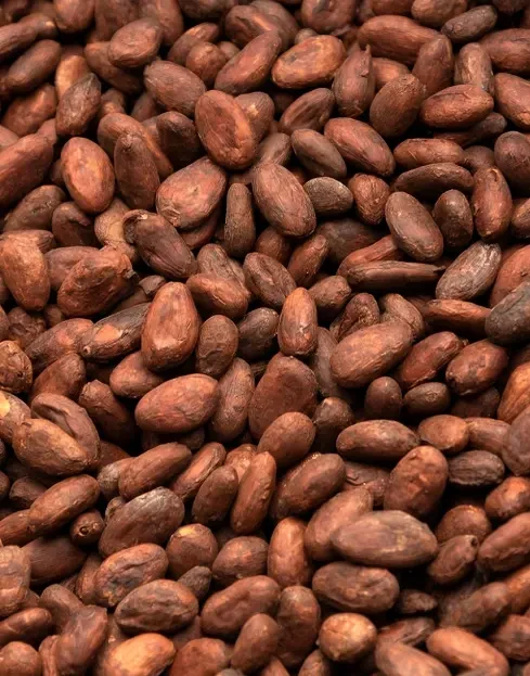 Granos de cacao seco