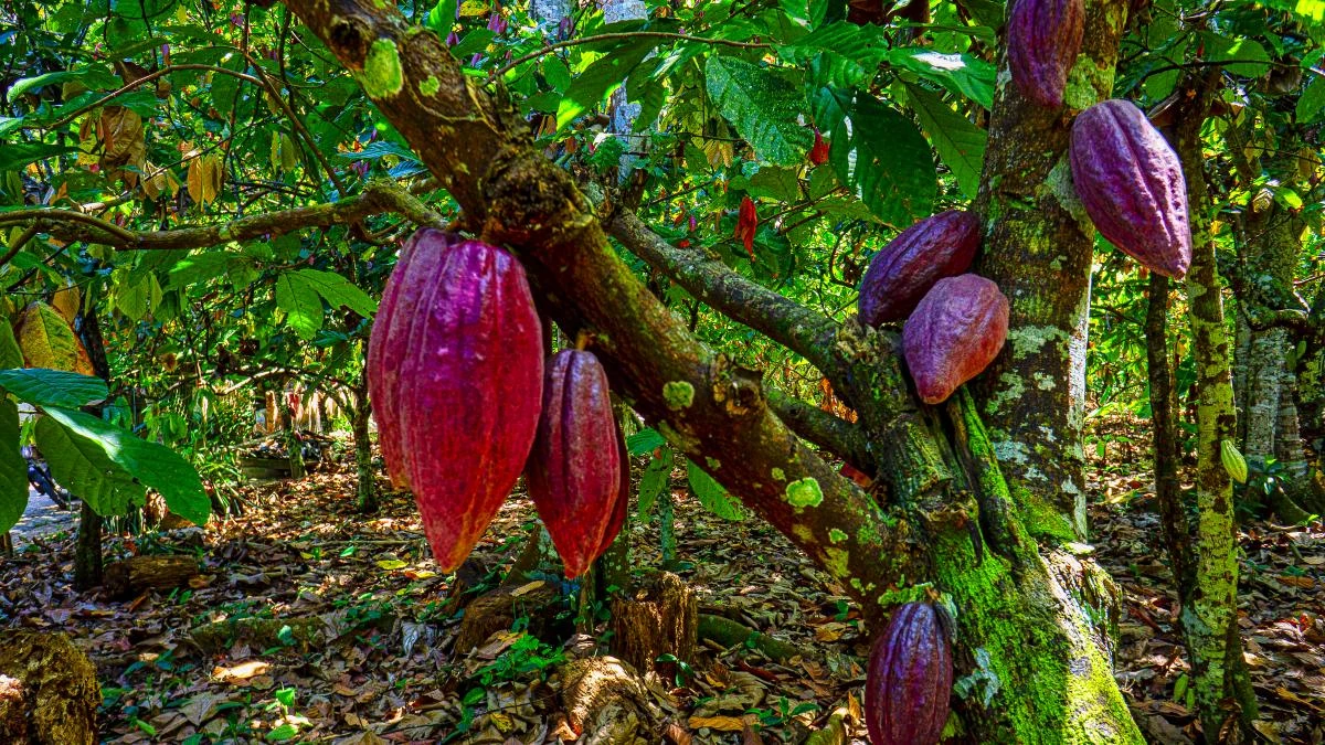Mazorcas creciendo en una planta de cacao